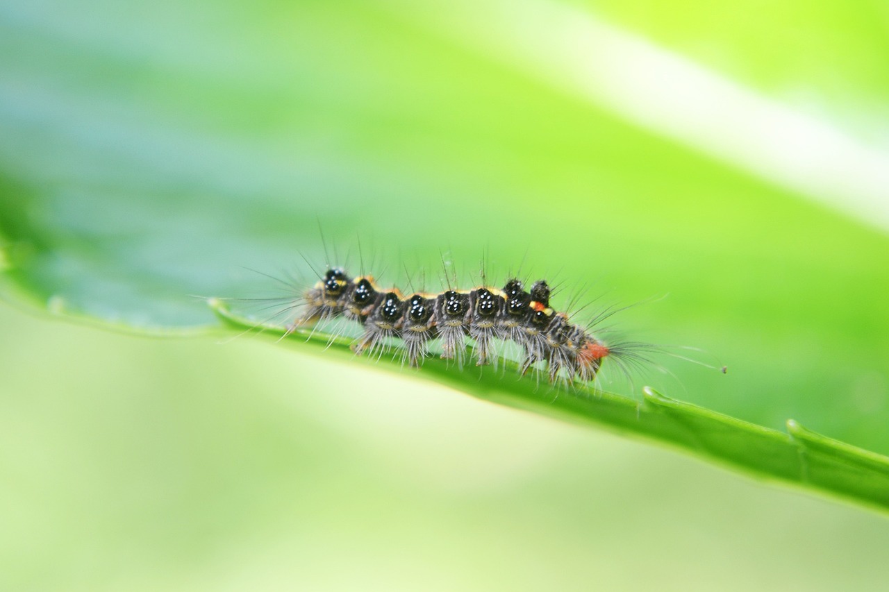 A Comprehensive Guide to Organic Pest Control